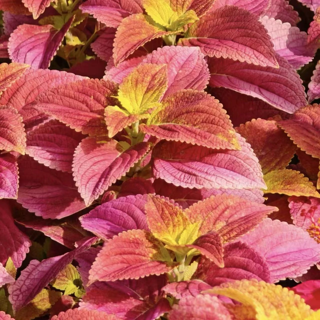 彩叶草盆栽观叶植物生长快多年生庭院阳台新手易养护