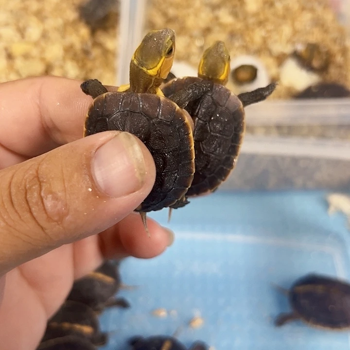 不分公母宠物龟安缘强联