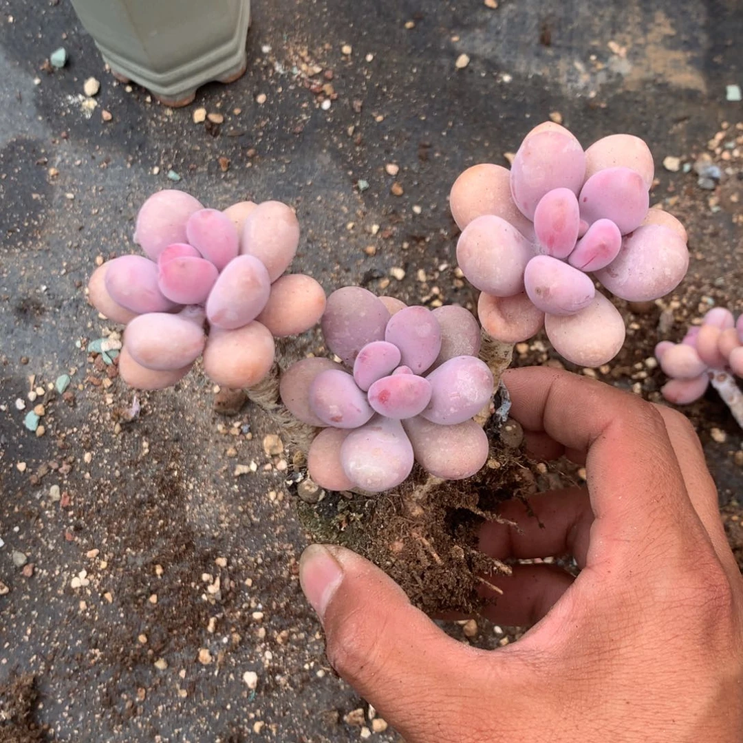 中了你不高兴啊哈他是