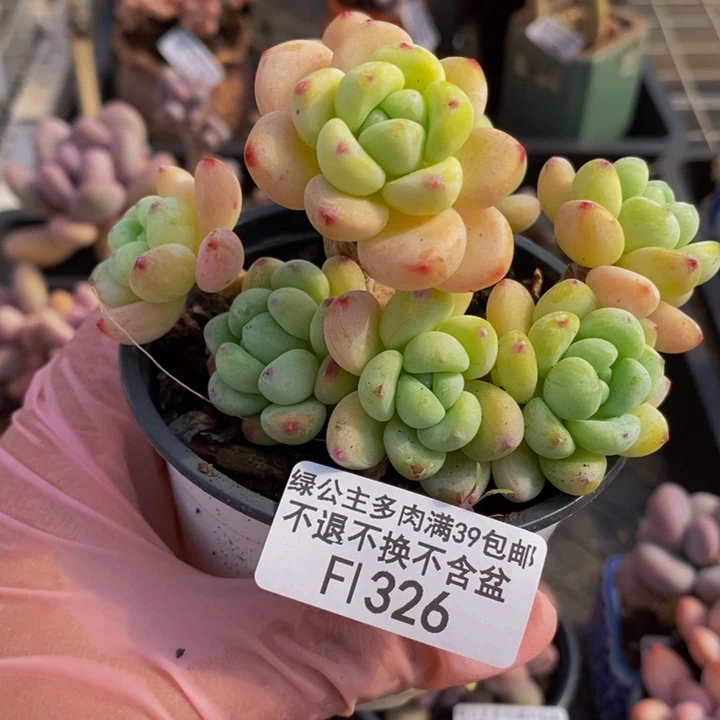 樱花罗琦326多肉植物