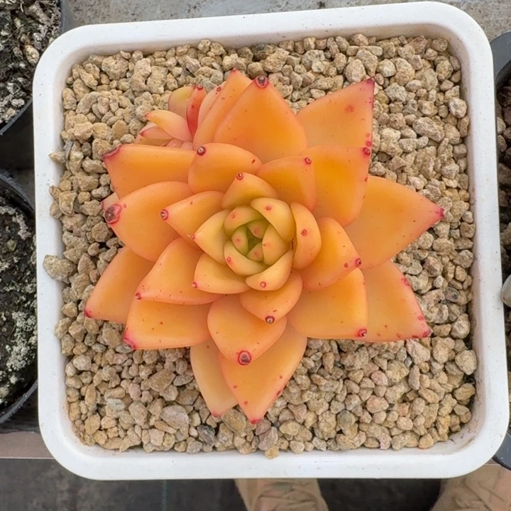 黄金粉 单头 一物一拍