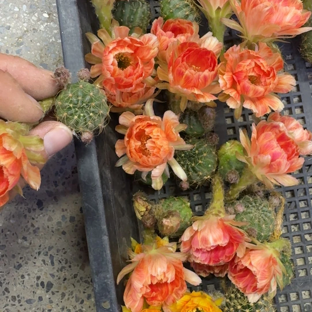 343丽花21歪无根侧牙3公分左右，20包邮