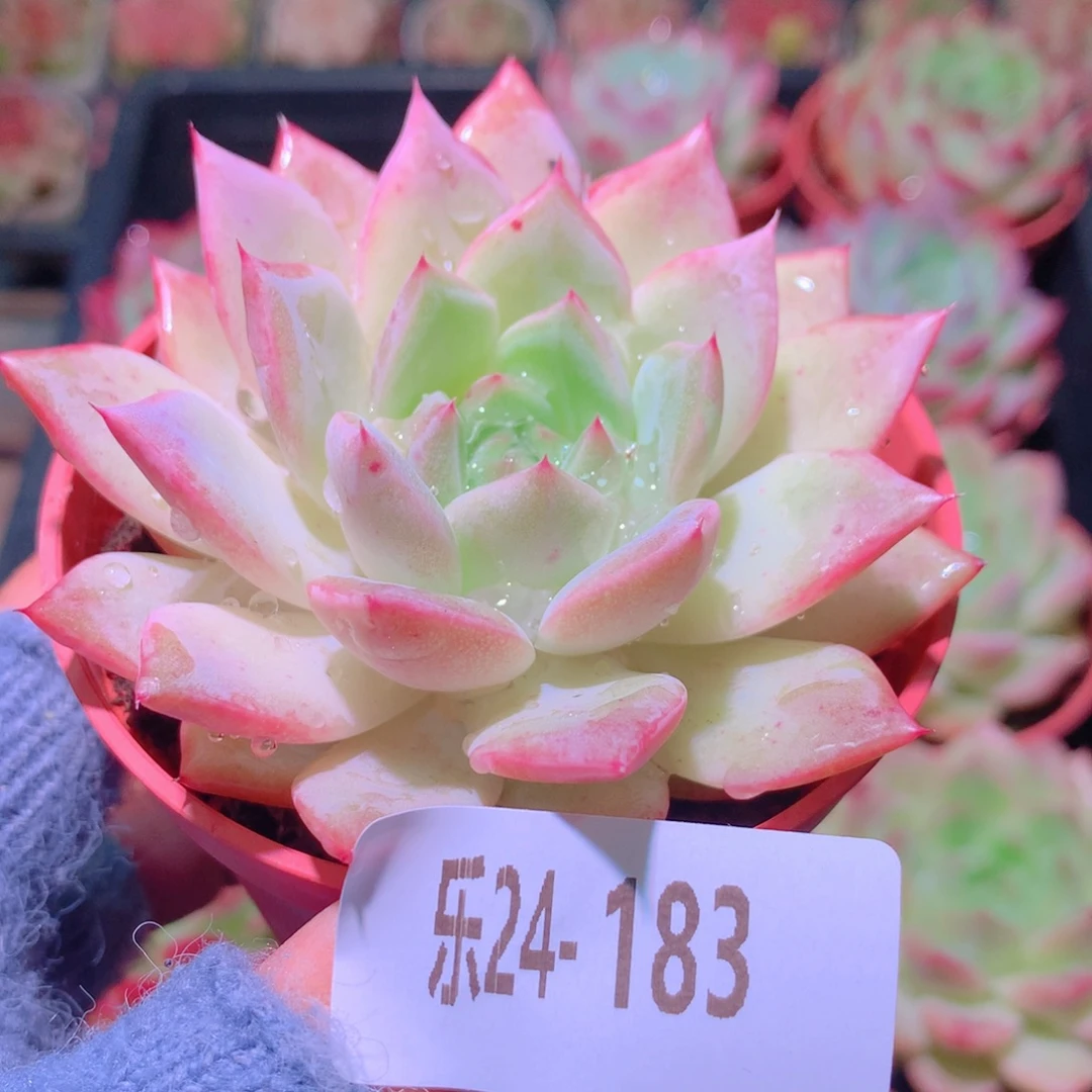 乐然24-183 新品单头