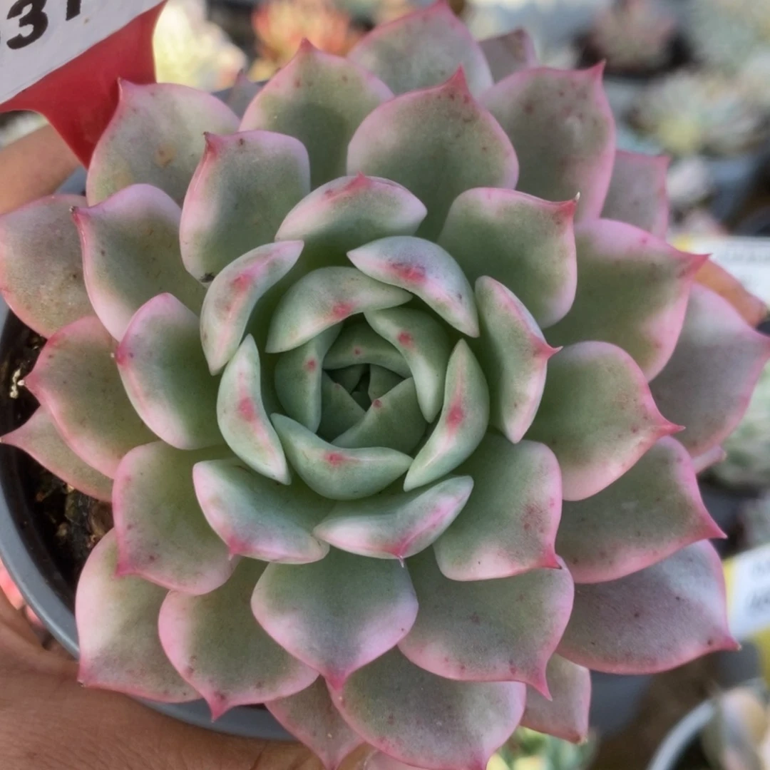 318粉爱丽儿锦锦锦锦锦