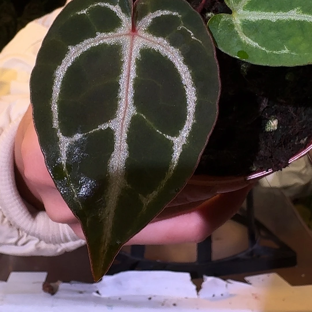 不开花植物W78优选红色闪光