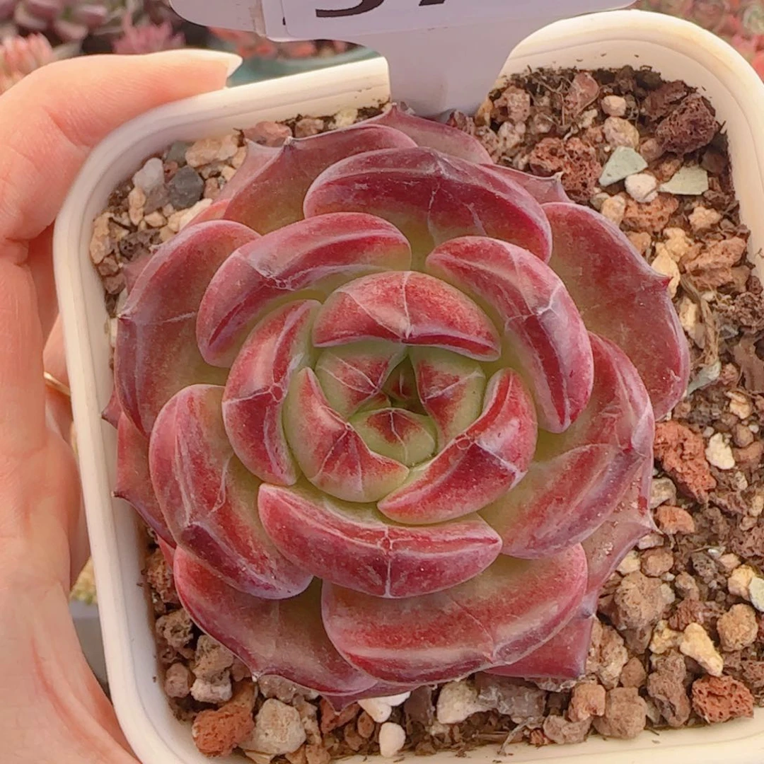 多肉植物5734……………