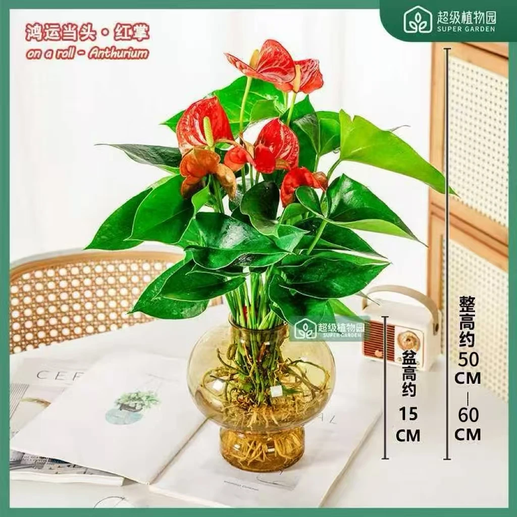 【带花发货】水培红掌室内客厅好养易活花卉四季绿植两株苗50-60cm