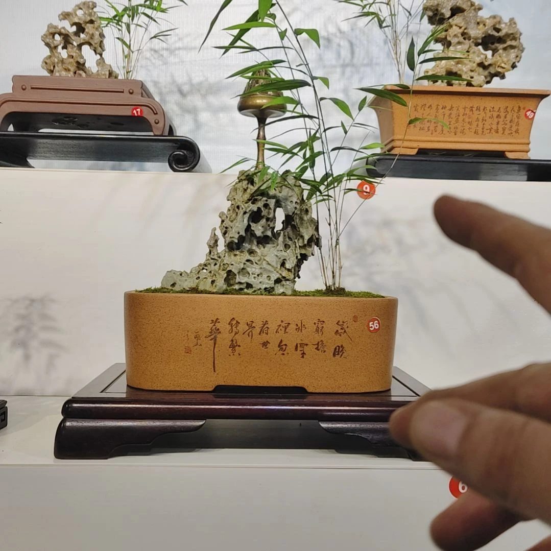 落***秋无花朵盆景，内门竹，九龙壁蜂窝石