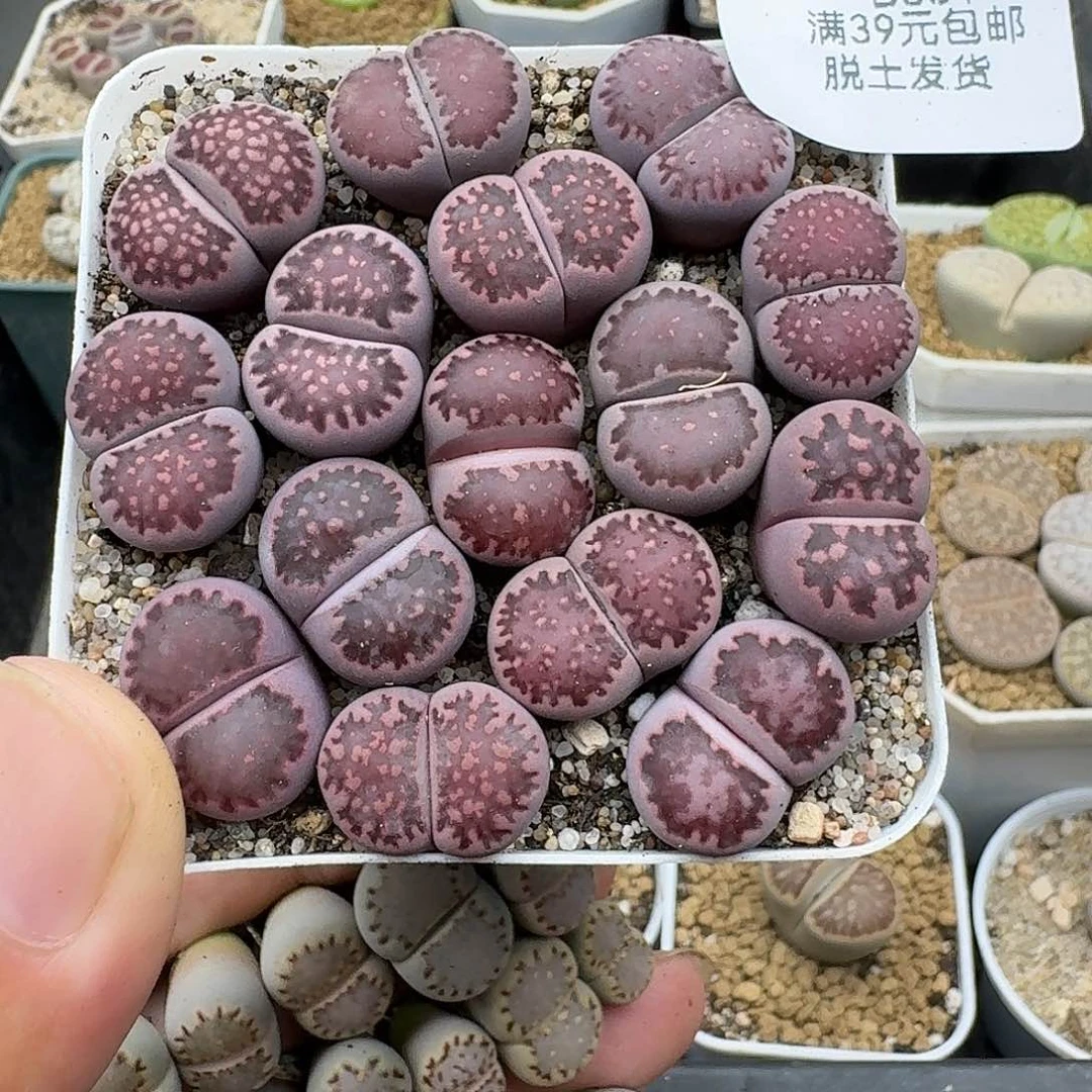 661脱土发哈哈哈哈哈哈