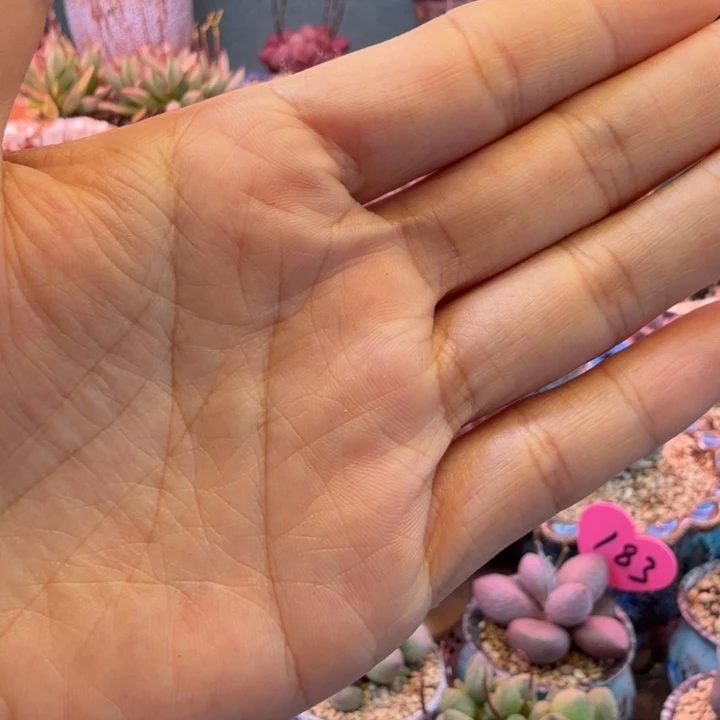 美**妈水蜜桃和草莓都很甜很