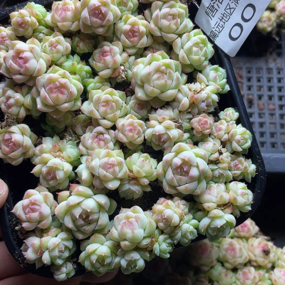 珍妮麦一物一拍001