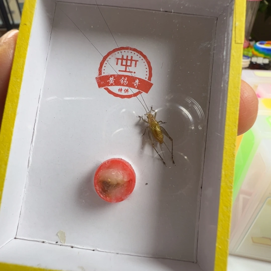 蟋蟀一只黄老师长须冬