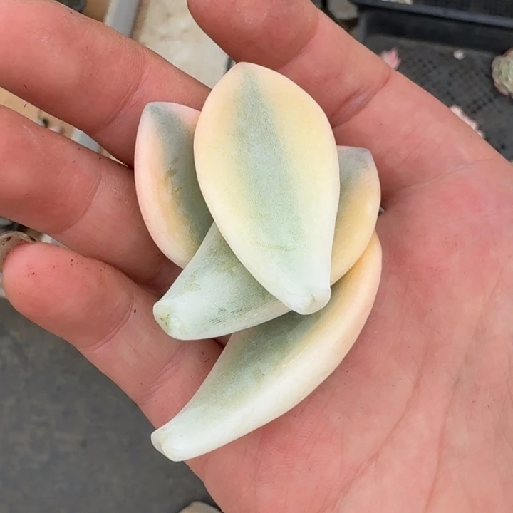 冬美人叶片一物一拍