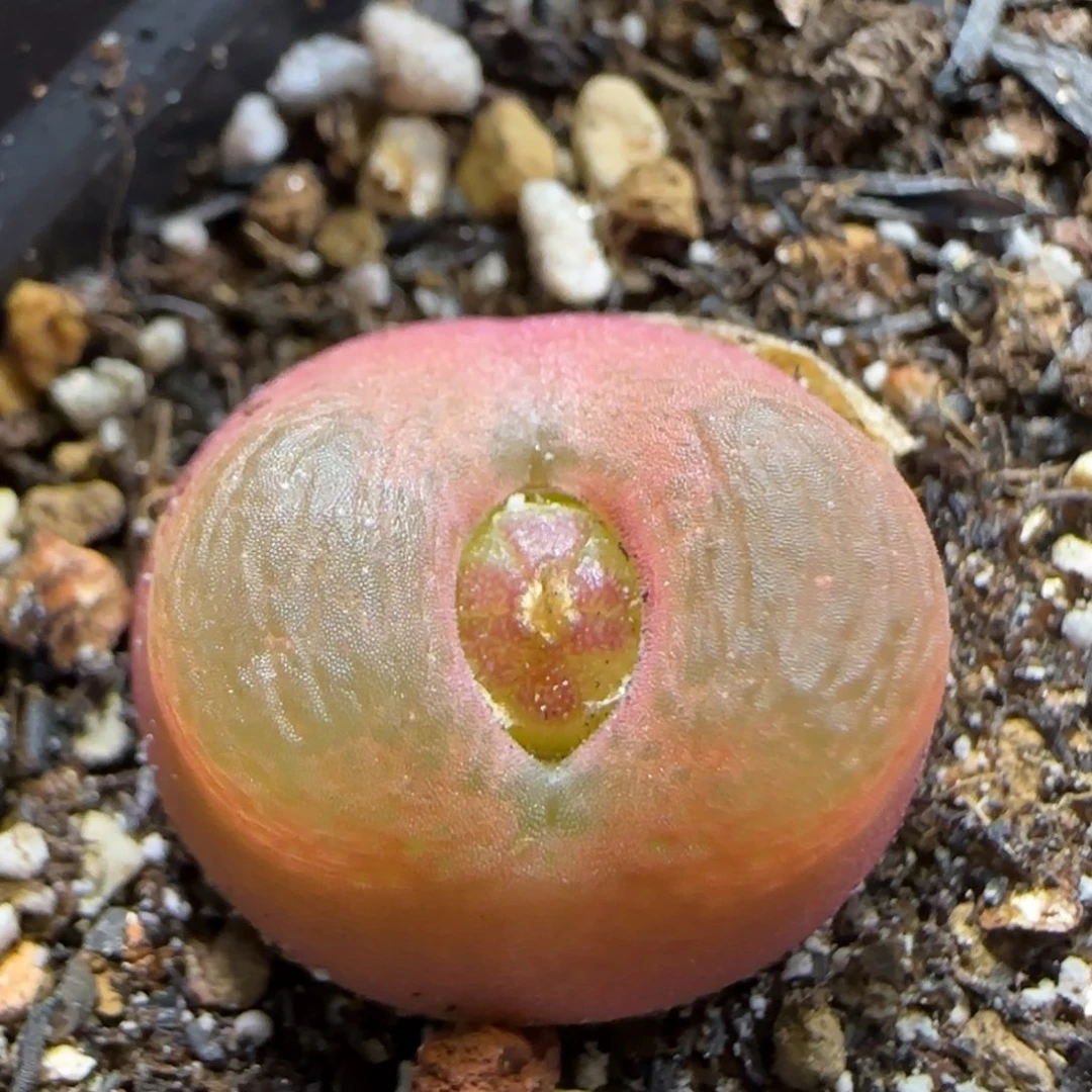 1.5  红宝石毛。5005