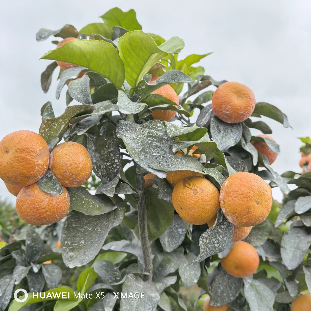 新鲜丑橘当季时令水果个大饱满多汁