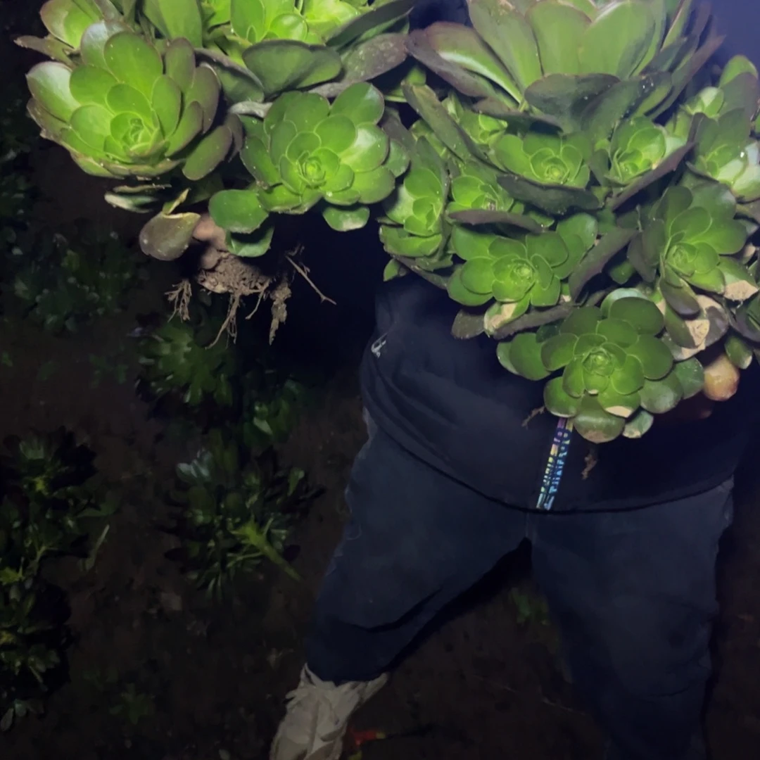 魅金多肉植物捧花的