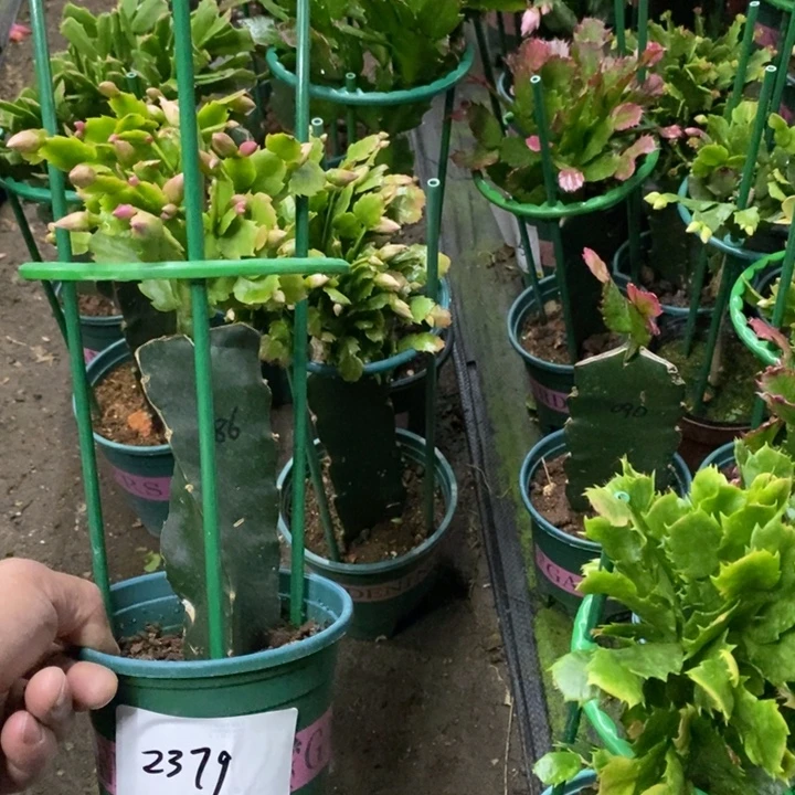 萌***奶完全开放2379。 086粉红色重瓣