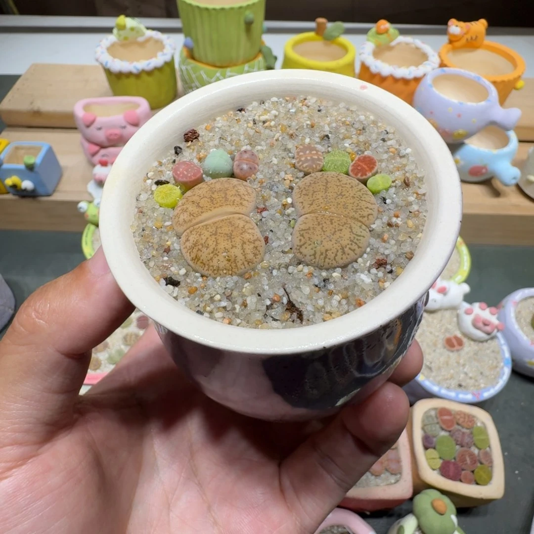 蘑菇317彩拼脚丫