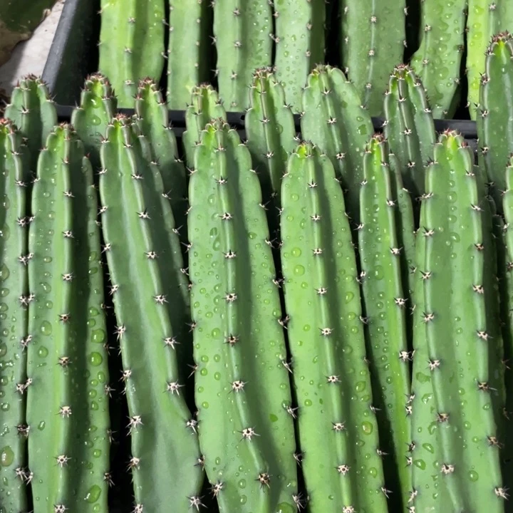 黑刺袖铺实生一代侧芽