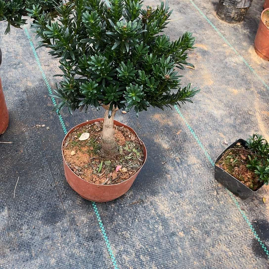 思***厚无花朵罗汉松盆景罗汉松