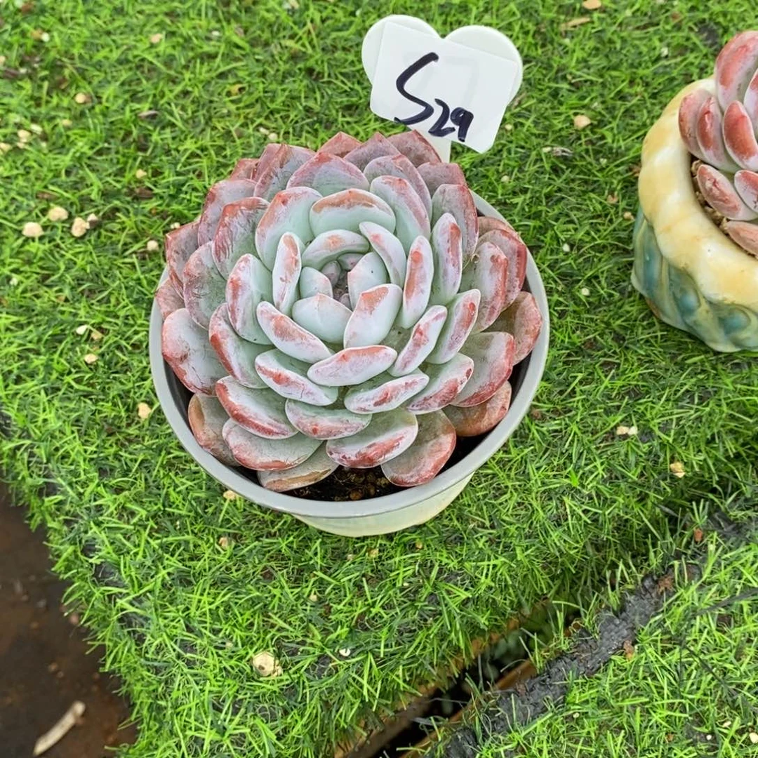 天***️梦露单头多肉植物