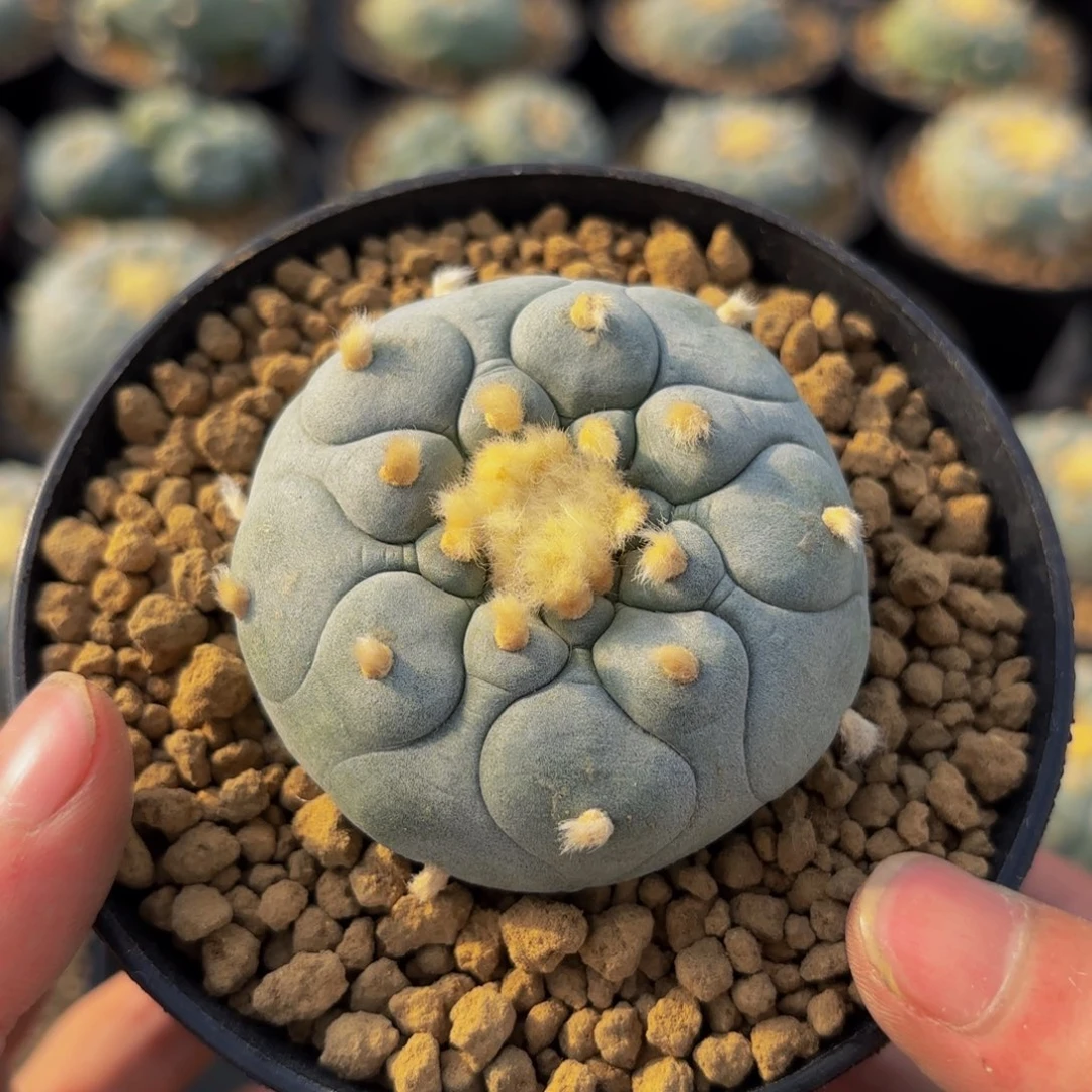 G g g g g g g g g g g 501