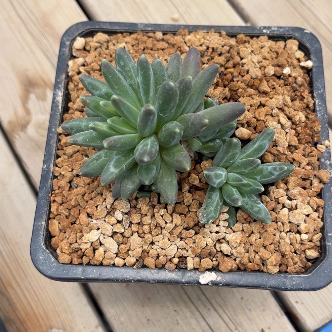 多肉植物多肉植物