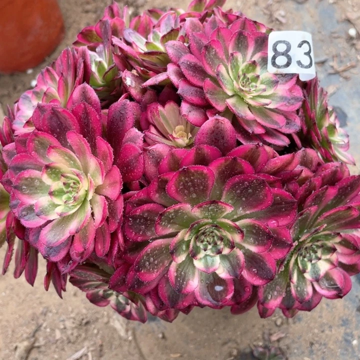 833多肉植物月蝉