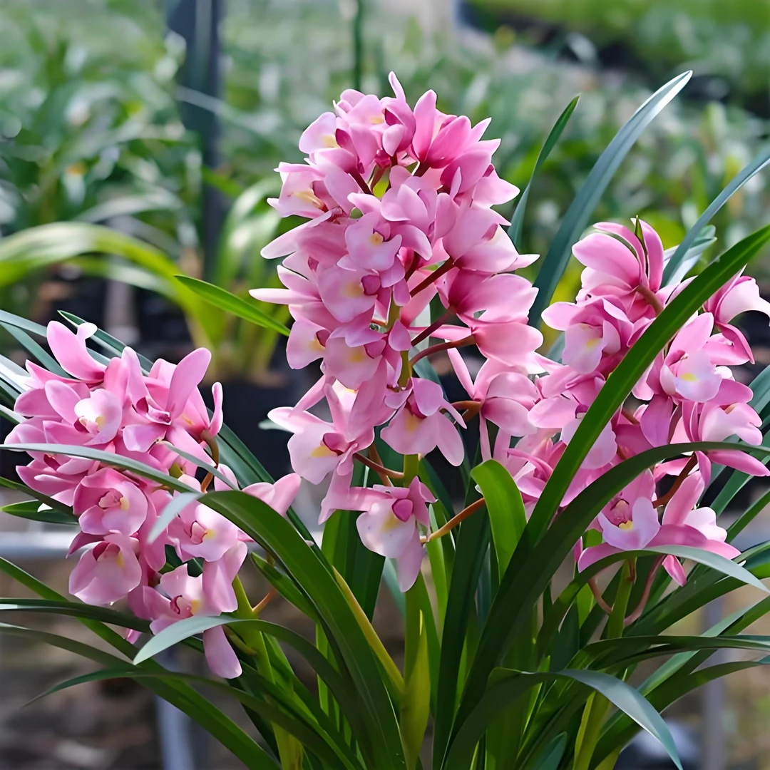 【3-5支花剑】大花蕙兰浪漫樱花兰花年宵花基地直发带圆盆发货