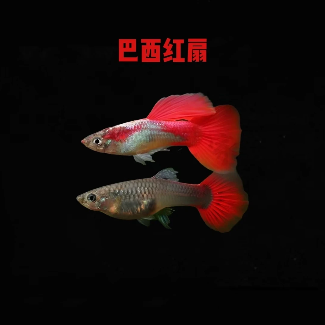 【精品孔雀鱼】巴西红扇8条