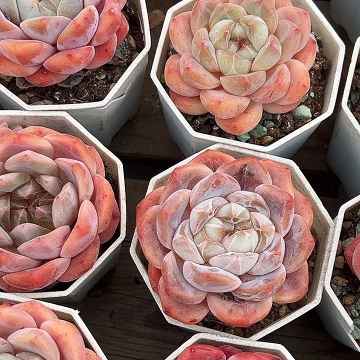 团083   大单头海棠红