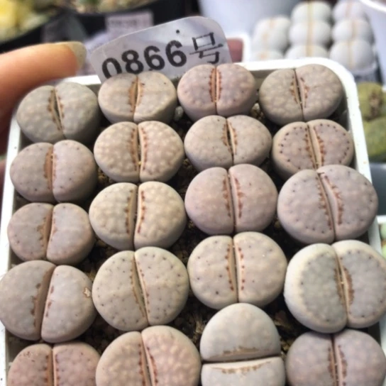 0866，粉唇如图母本