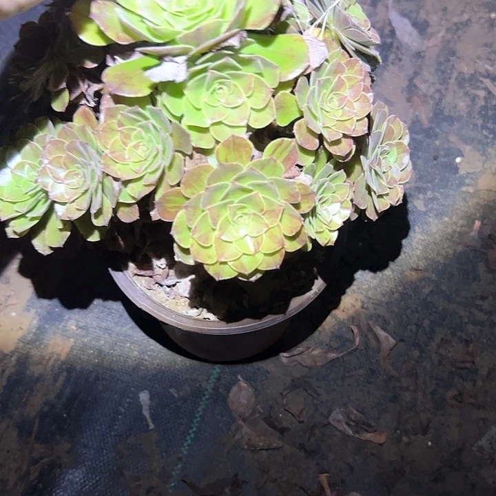 不售后法师一物一拍73