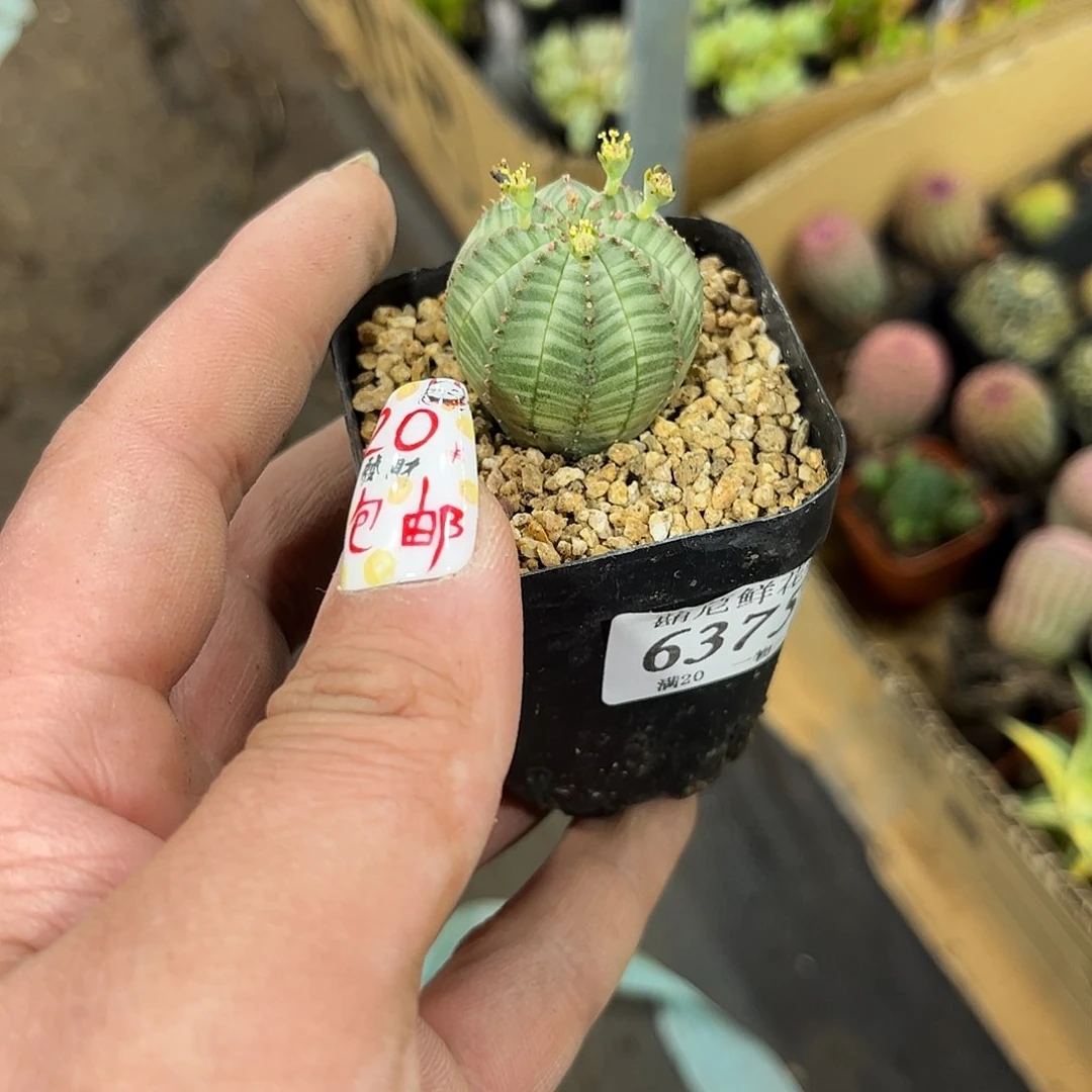 G*L6375一物一拍单头发货