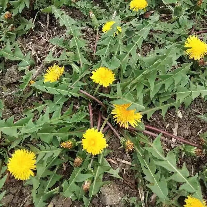 （坏了包赔）新鲜蔬菜现挖蒲公英黑根婆婆丁四季可用的野菜快来抢购