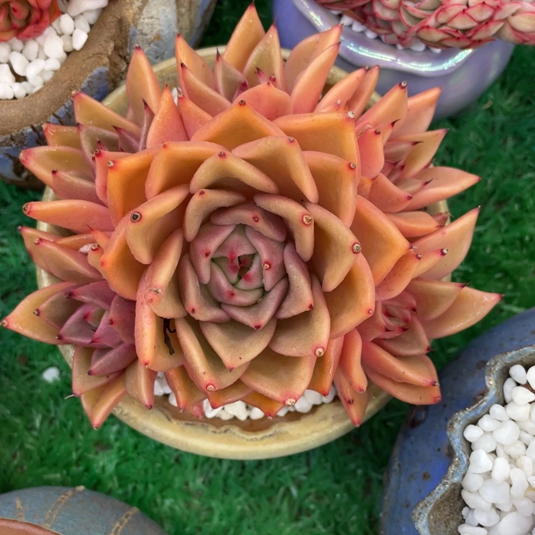 多肉植物盆栽多肉植物