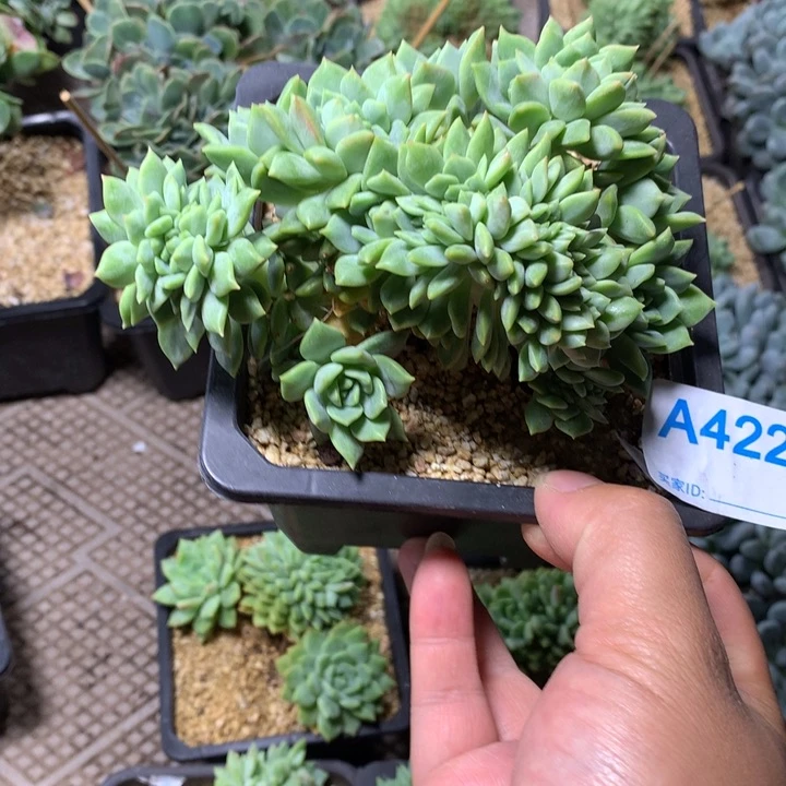 洁***哥422 满28包邮脱土发货