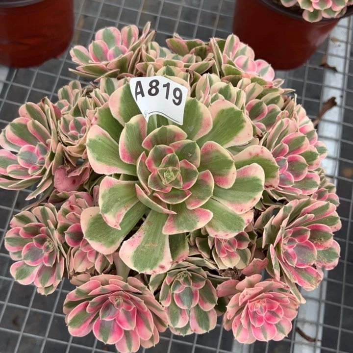 819布加迪23厘米左右