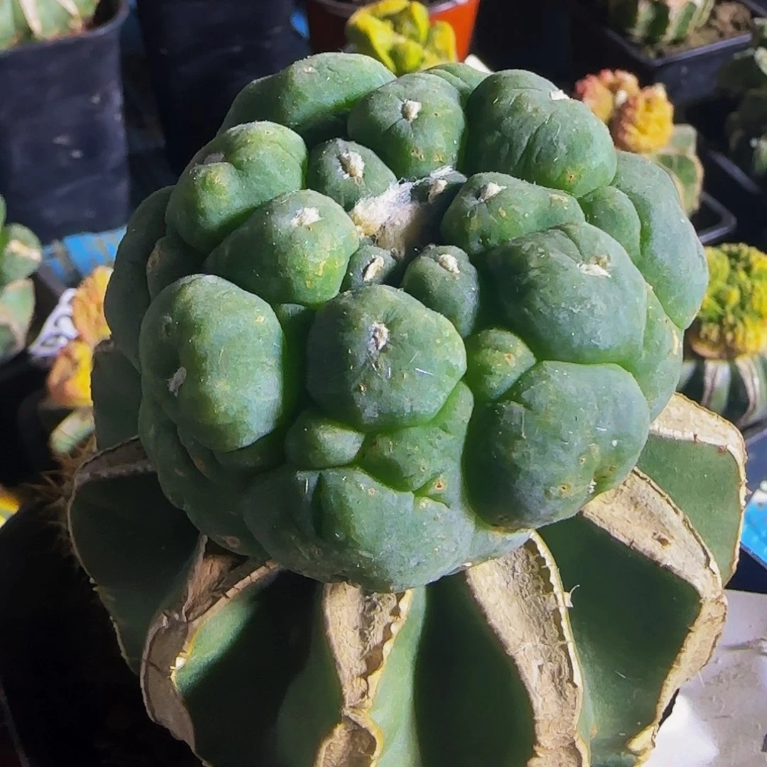 s***i黑肌大尤846仙人球开花