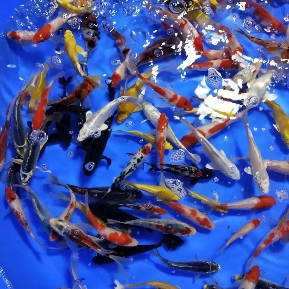 【超大号】冷链包邮精品血统锦鲤红白三色7条新手好养耐活观赏鱼