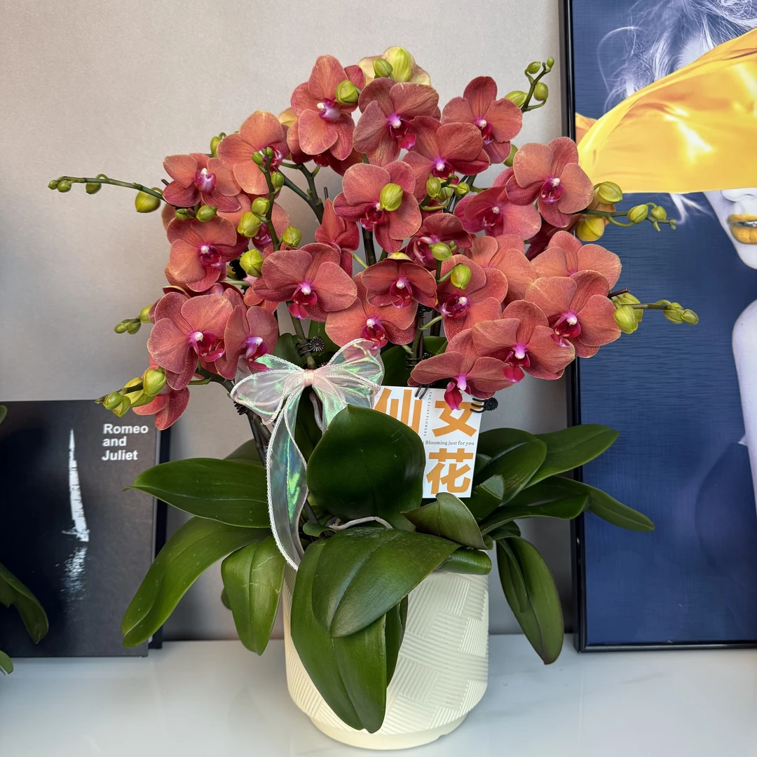蝴蝶兰【金桔】爱马仕橙大花 室内观赏送人送礼首选花卉家居摆放