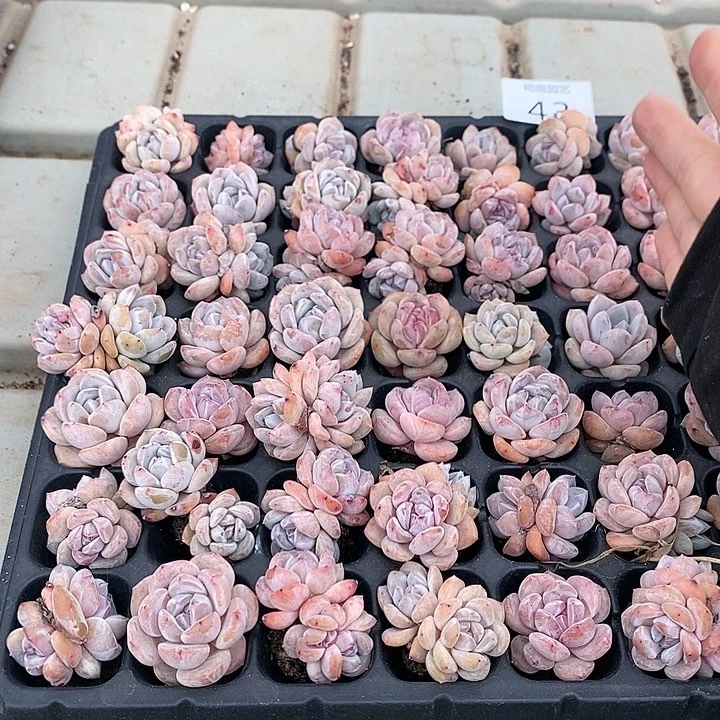 43 多肉植物盆栽花卉植物