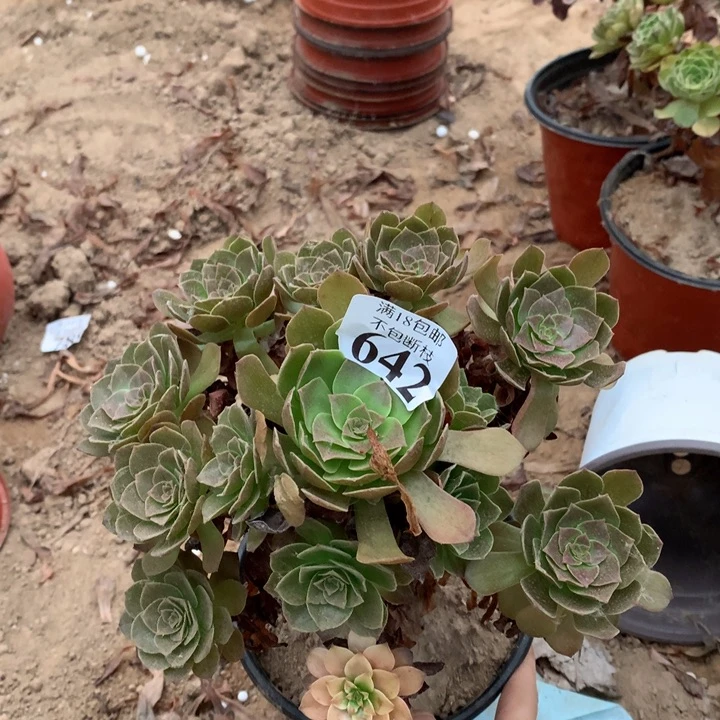 642黑魔手捧1号棚