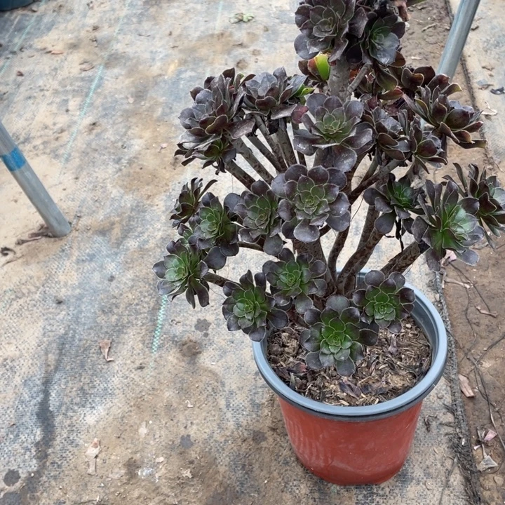 灰豆多肉植物多肉多肉32