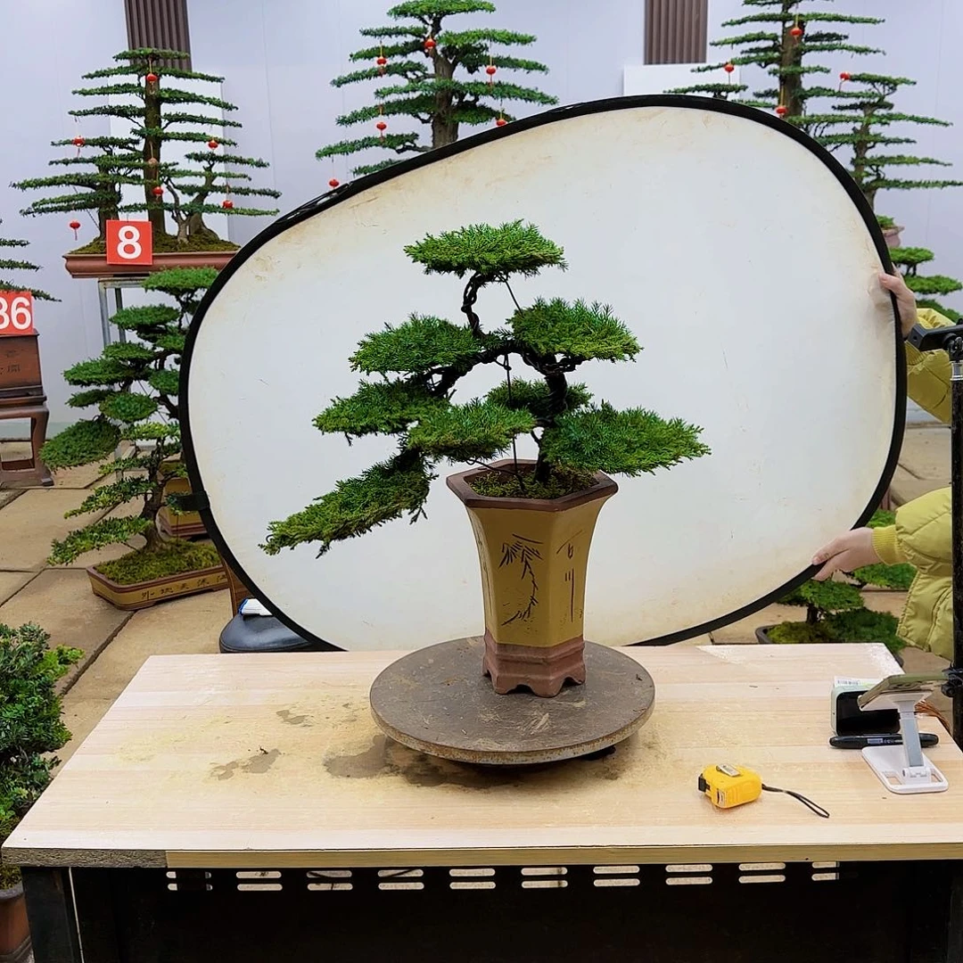 盆景直播间一物一拍