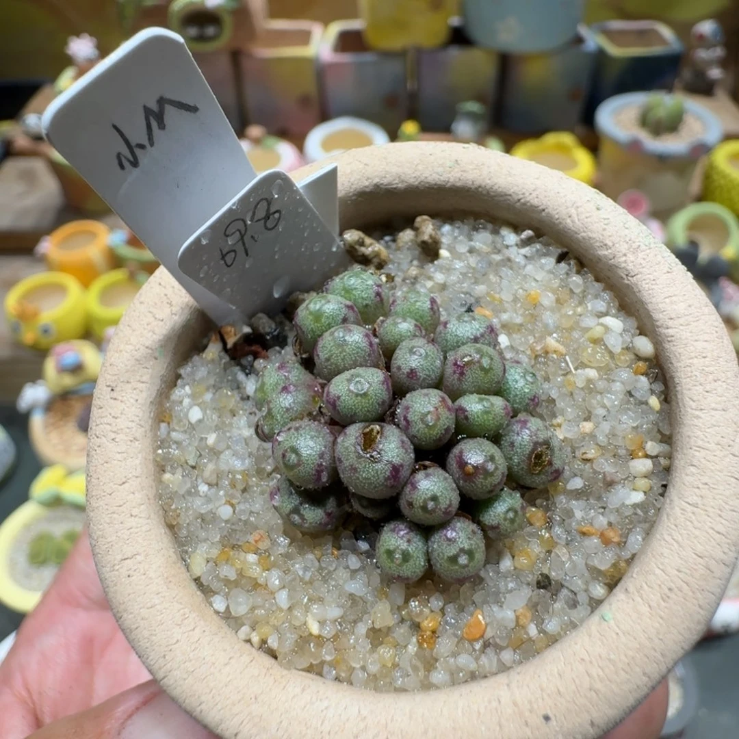 蘑菇1264小m群多肉植物