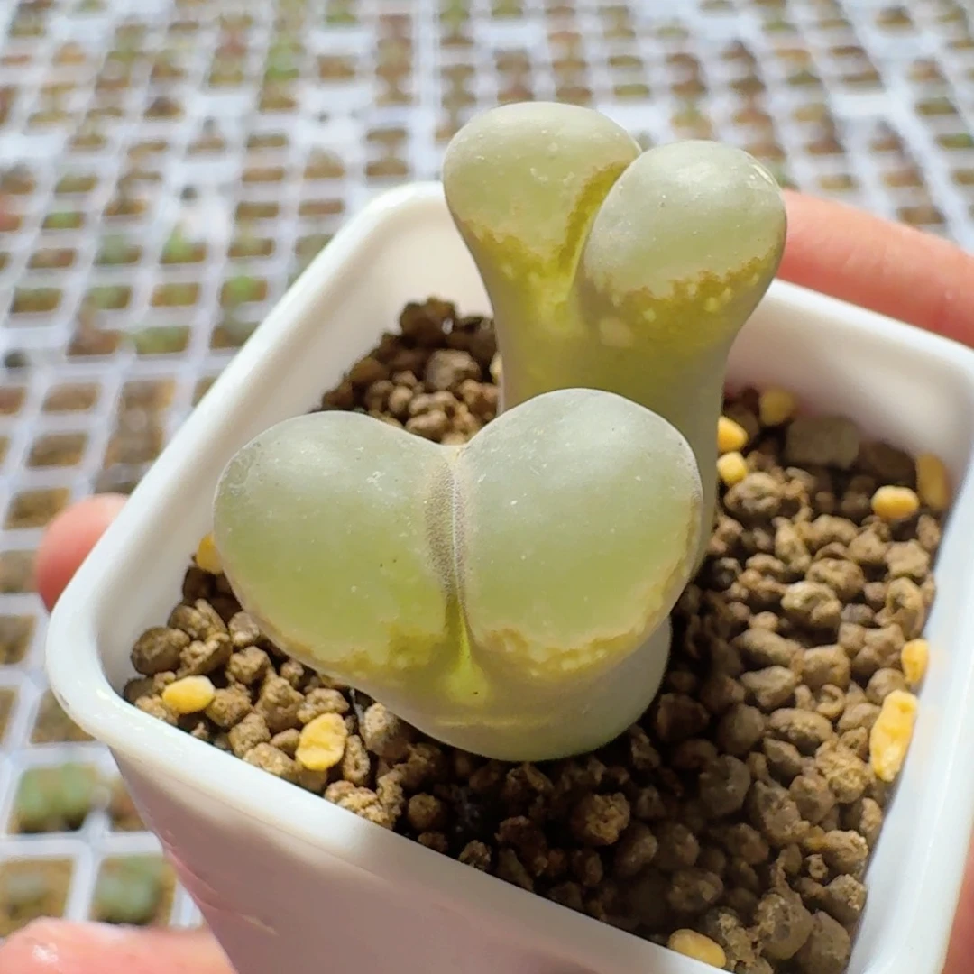 橘**廿多肉年后发.........