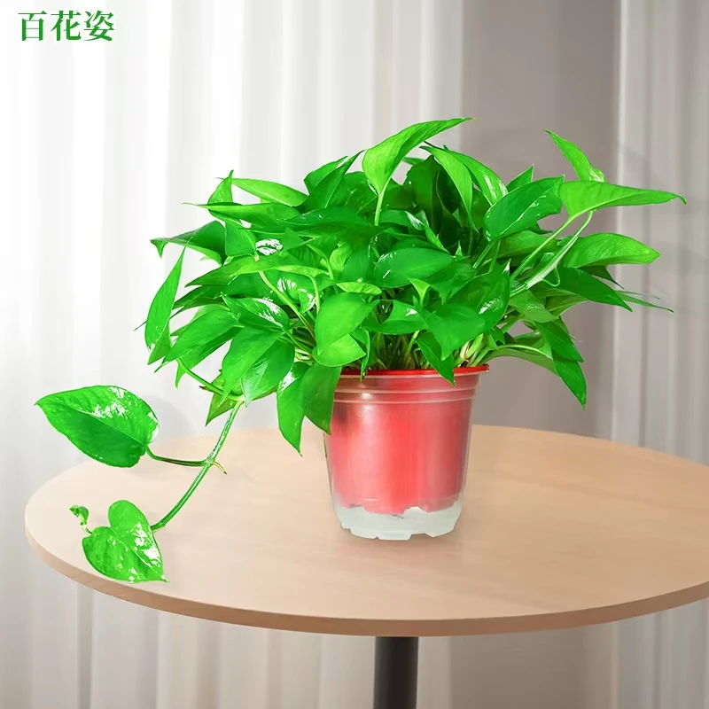 A绿萝盆栽室内植物吸甲醛净化空气长藤垂吊绿植好养喜庆红盆