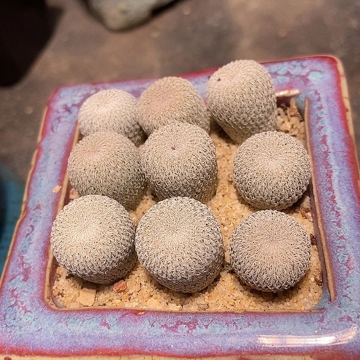月世界一颗。