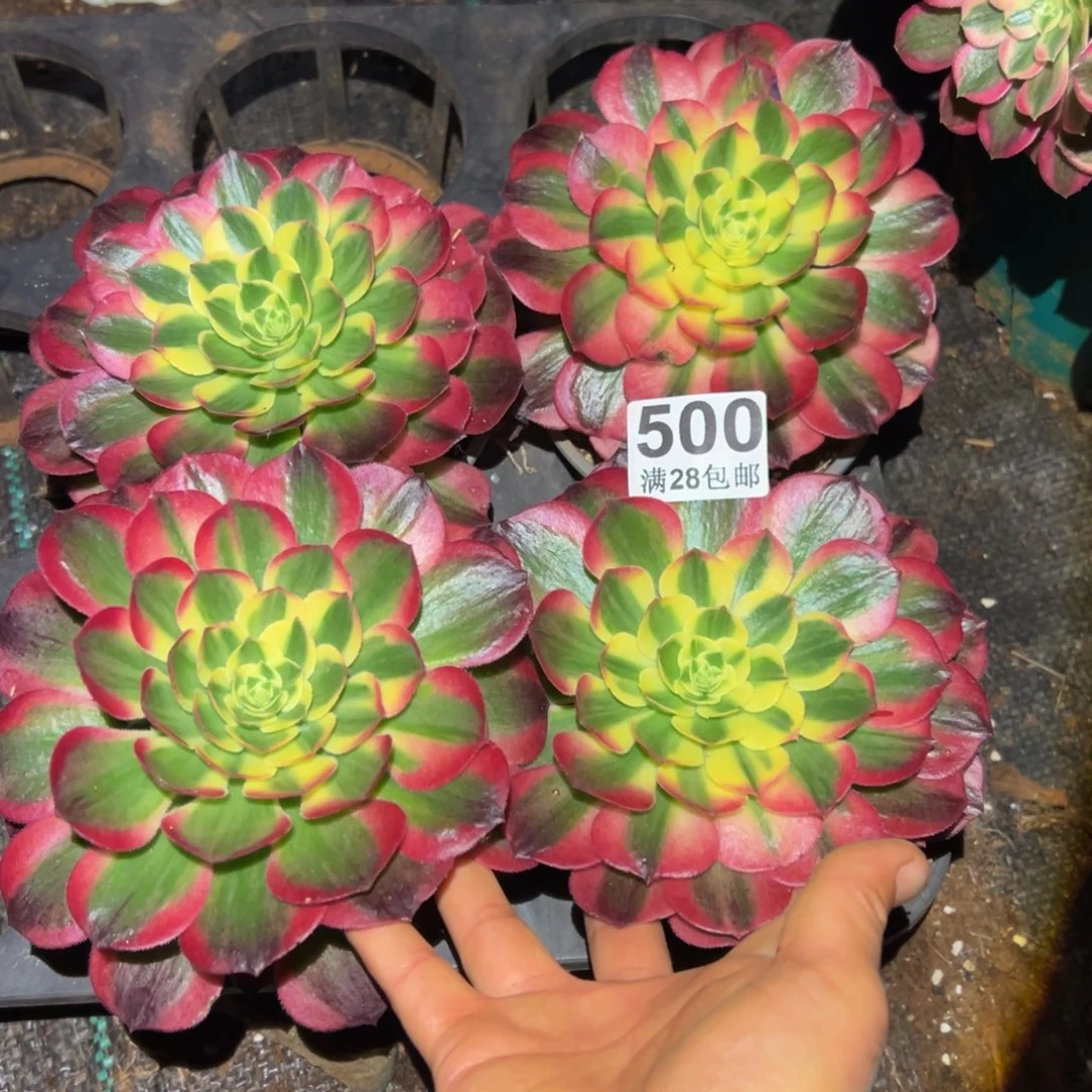多肉植物508四颗单头